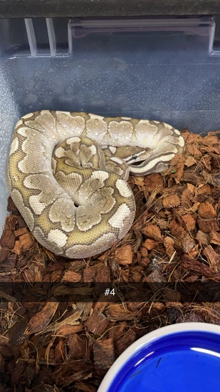 Smores Ball Python by Nothin but Reptiles