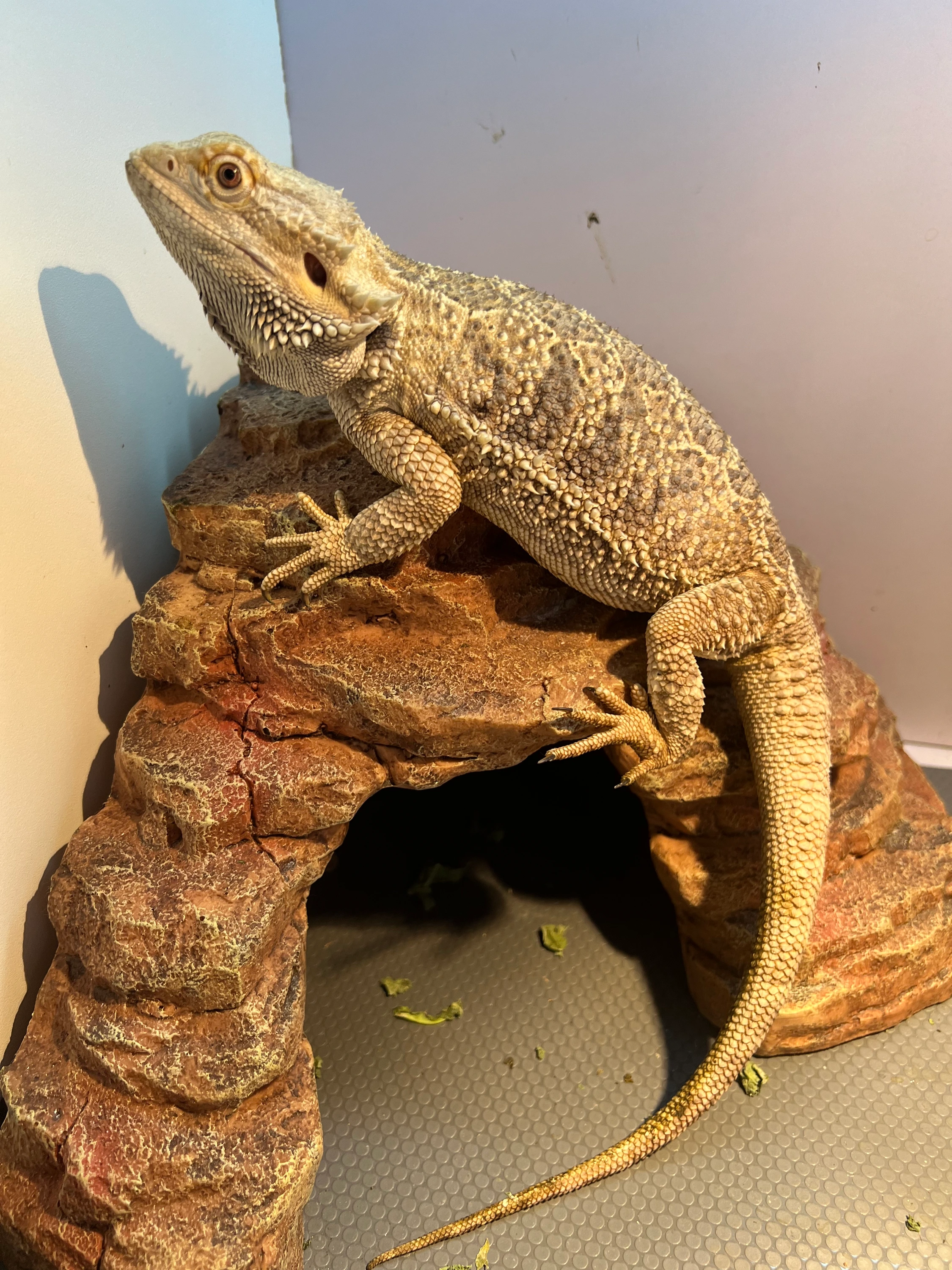 Adult Male Bearded Dragon Central Bearded Dragons by Bri's