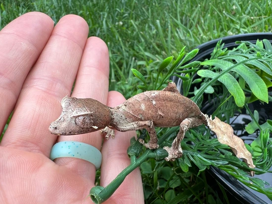 Satanic Leaf Tailed Gecko Leaf-Tailed Geckos by Base Reptiles