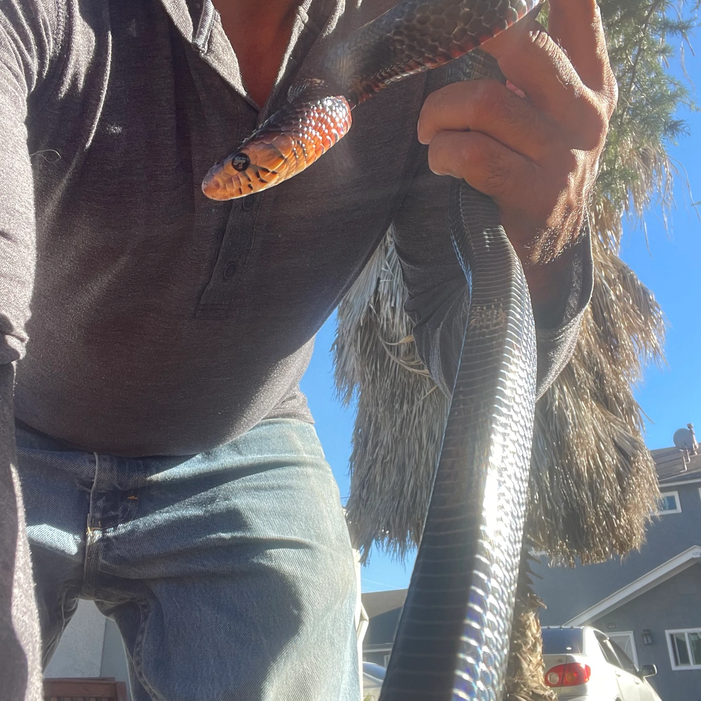 Yearling Male Eastern Indigo ( Coral Red Line) Cribo & Indigo Snakes by ...