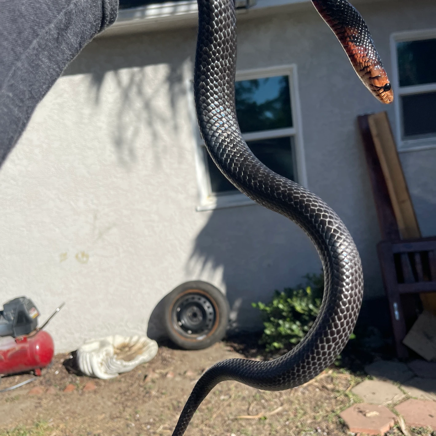 Yearling Male Eastern Indigo ( Coral Red Line) Cribo & Indigo Snakes by ...