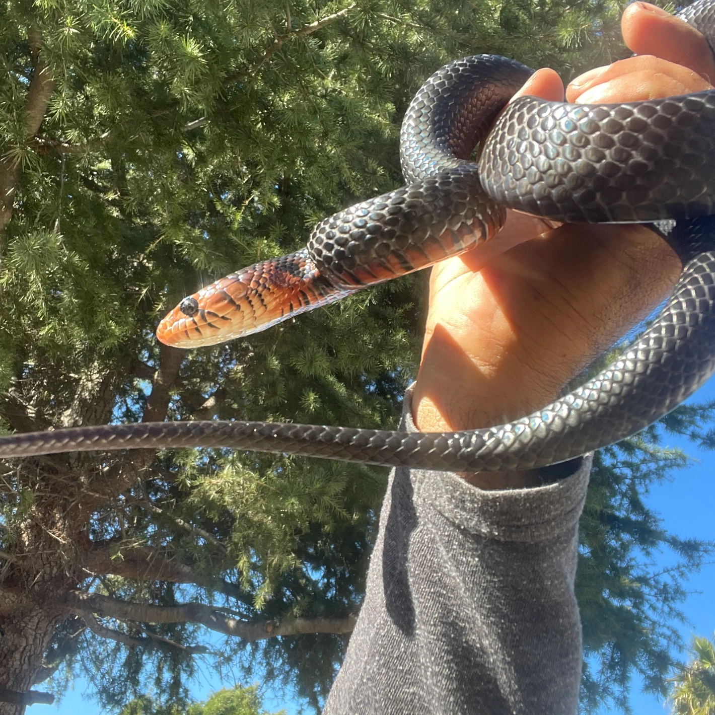 Cribo Snake Yearling Male Eastern Indigo ( Coral Red Line) Cribo & Indigo Snakes by ...