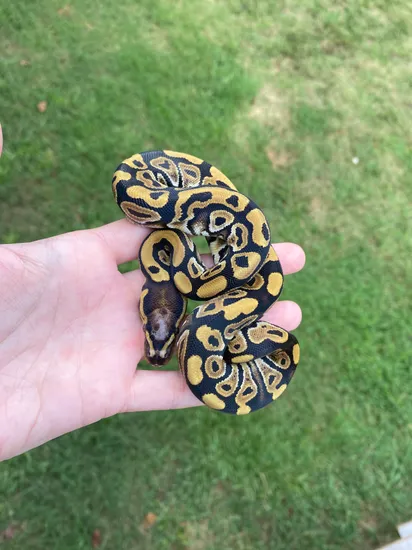 Mystic Scaleless Head Ball Python by Southern Roots Pythons