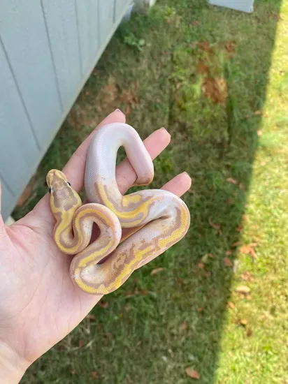 Banana Pastel Pied Ball Python by Southern Roots Pythons