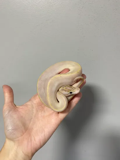 Pastel Highway Ball Python by Southern Roots Pythons