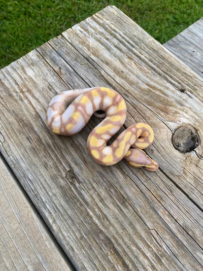 Banana Enchi Calico Hidden Gene Woma Ball Python by Southern Roots Pythons
