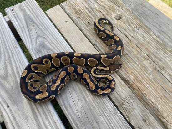 Breeder Yellowbelly Het Pied Ball Python by Southern Roots Pythons
