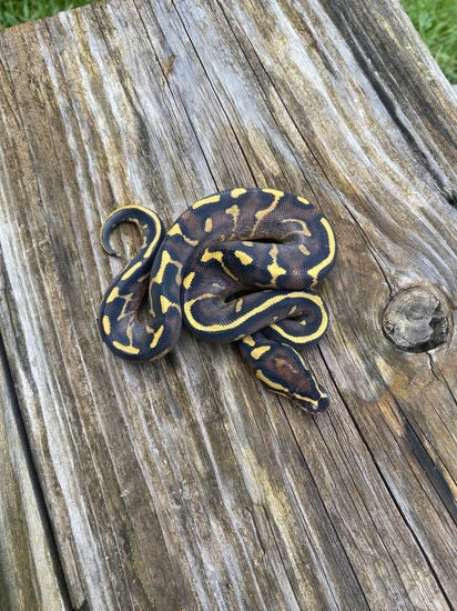 Super Gravel Ball Python by Southern Roots Pythons
