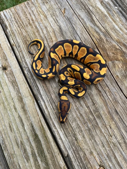 Orange Dream Redstripe Het Clown Ball Python by Southern Roots Pythons