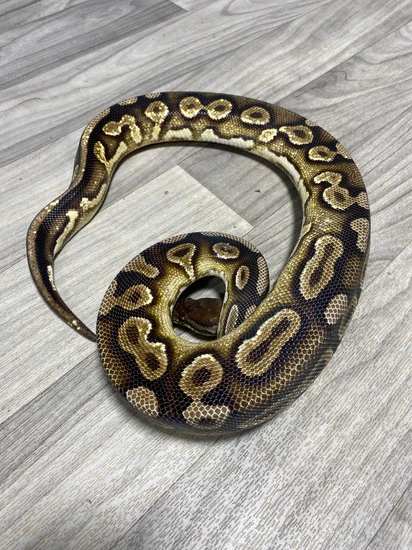 Yellowbelly Cinnamon Orangedream Ball Python by Southern Roots Pythons