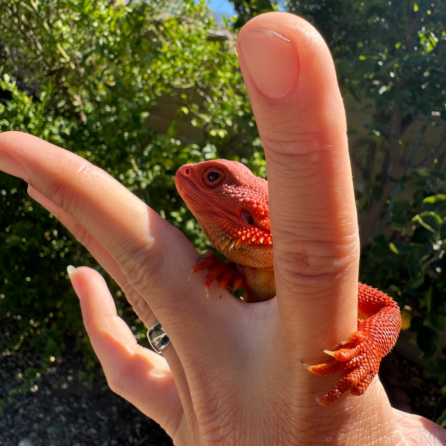100% Red Monster Translucent Hypo Leatherback Central