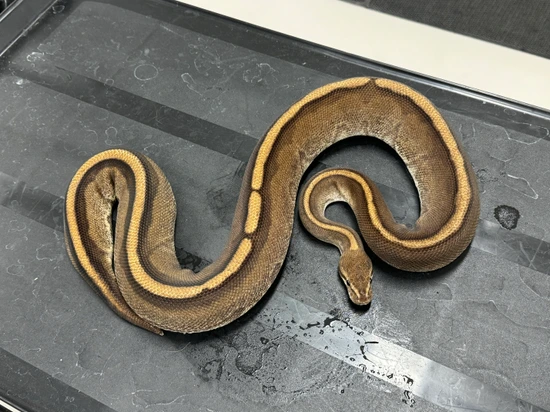 Genetic Stripe Ball Python by Brock Wagner Reptiles