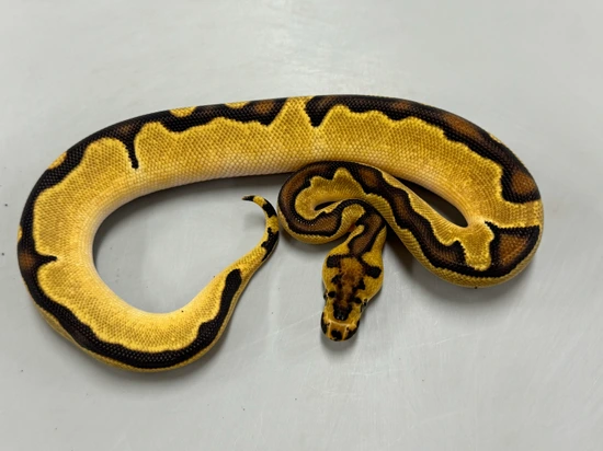 Orange Dream Enchi Clown Het Sunset Ball Python by Brock Wagner Reptiles
