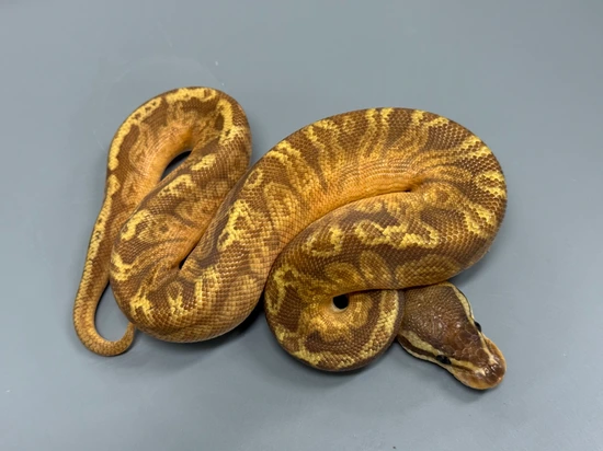 Orange Dream Vanilla Enchi Sunset Ball Python by Brock Wagner Reptiles