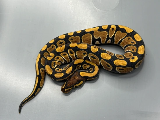 Double Het Desert Ghost Sunset Ball Python by Brock Wagner Reptiles