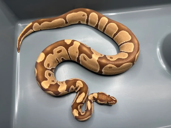 Monarch Ball Python by Brock Wagner Reptiles