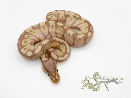 Banana Cinnamon Het Genetic Stripe Ball Python by Absolutely Reptacular
