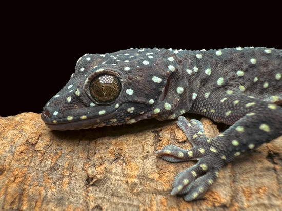 PAIR Starry Night (Gekko Pradapdao) More Gecko by BryGuy Reptiles