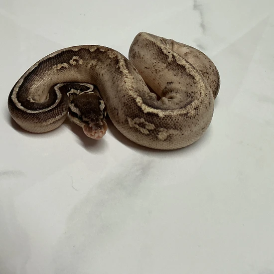 Sterling Yellow Belly Possible Confusion Ball Python by Tatums Reptiles