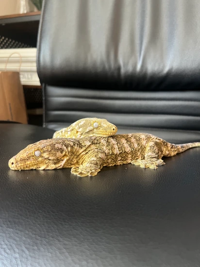 Breeding Pair Leachianus Gecko by Bubbas reptiles
