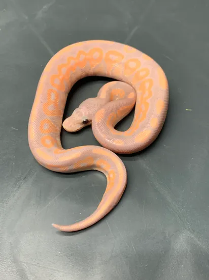 Banana Cinnamon Ball Python by Metamorphic Pythons