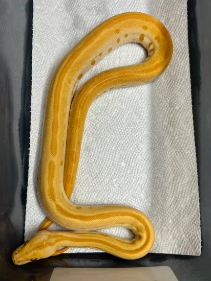 Albino Green Het Champagne Burmese Python by BurmDonor Pythons