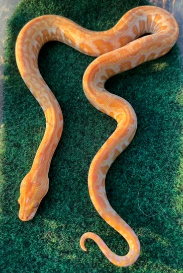 Albino Champagne Burmese Python by BurmDonor Pythons
