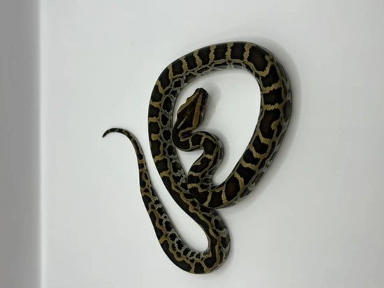 Normal Het Albino Green Granite Burmese Python by BurmDonor Pythons