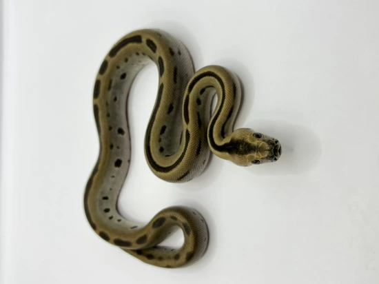⚠️No Reserve Patternless Het Champagne!! Burmese Python by BurmDonor ...