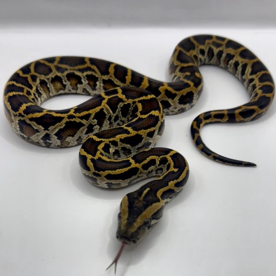 Normal 100% Het Lab Pos Het Gc Caramel Burmese Python by BurmDonor Pythons