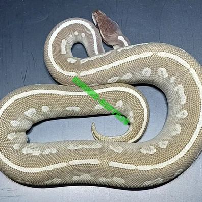 Mojave Phantom Ball Python - male for sale from Burner-Reptiles