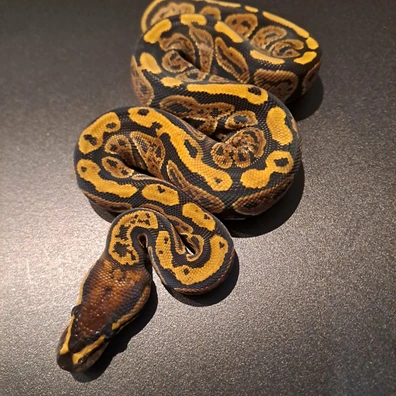 Hetari 100% Het Clown