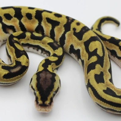 Pastel (Pos Orange Dream) Puzzle Het Desert Ghost