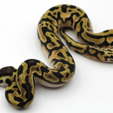 Pastel (Pos Orange Dream) Puzzle Het Desert Ghost