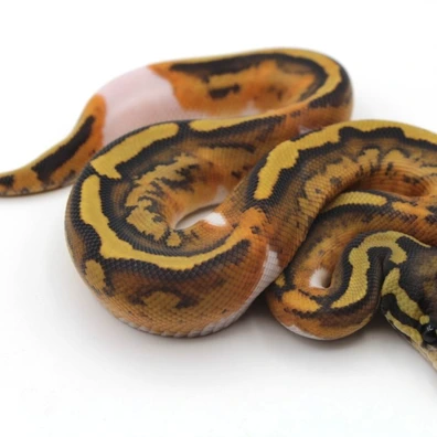 (Orange Dream) Hypo Piebald