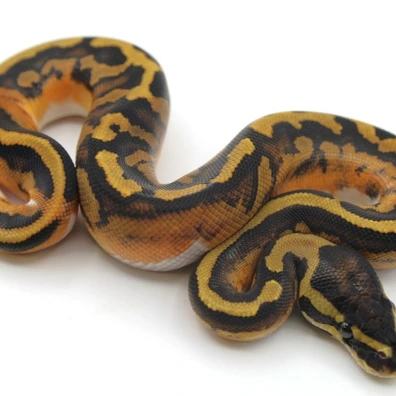 (Orange Dream) Piebald Het Hypo
