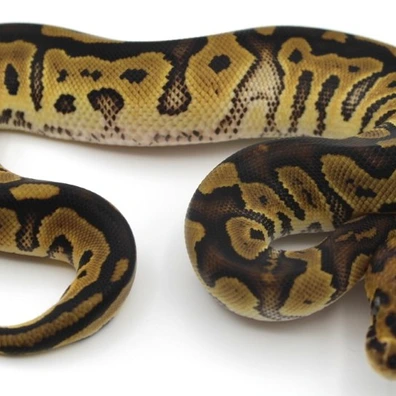 Clown Het Piebald Ball Python - female for sale from HR Reptiles