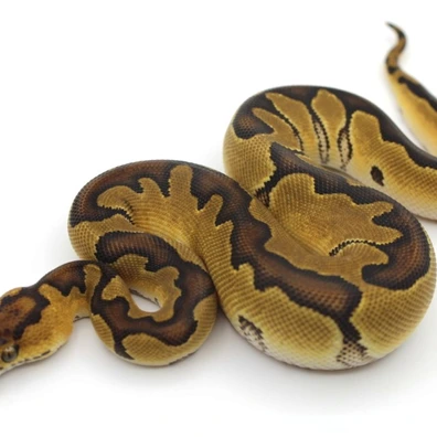 Enchi Clown Het Ultramel Ball Python - female for sale from HR Reptiles