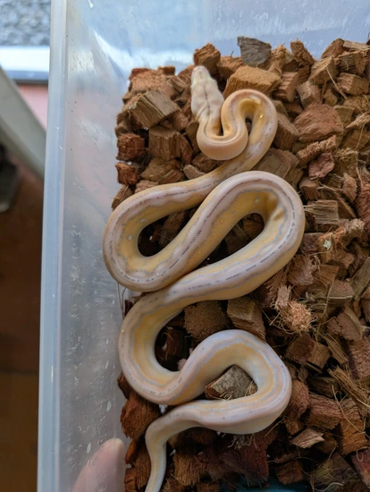 High % SD - Purple Albino Motley Tiger - 100% Het Purple Snow ...
