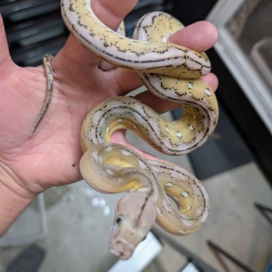 Super Dwarf Reticulated Pythons For Sale - MorphMarket US
