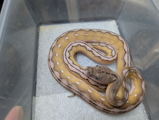 High % SD - Platinum Motley Tiger Het Purple Snow Reticulated Python by ...