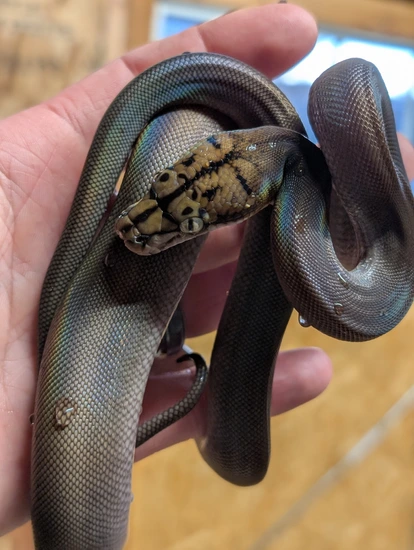 High % SD - Motley Golden Child 100% Het Purple Snow Reticulated Python ...