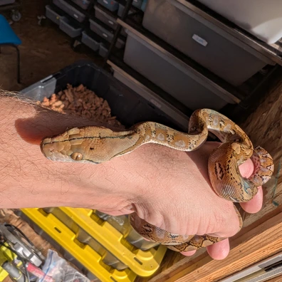 Super Dwarf Reticulated Pythons For Sale | MorphMarket