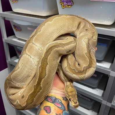 Special Clown Ball Python - female for sale from Radiate royals