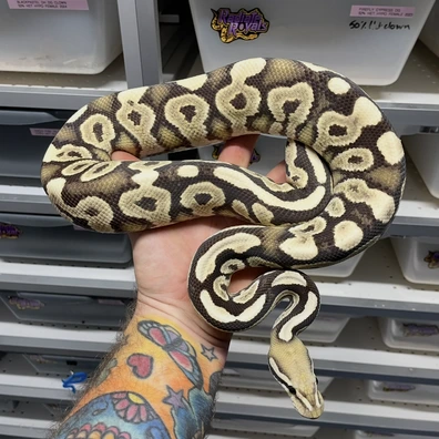 Blackpastel Yellow Belly Desert Ghost Het Hypo Ball Python - male for sale from Radiate royals
