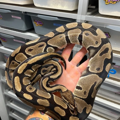 Double Het DG Clown Ball Python - female for sale from Radiate royals