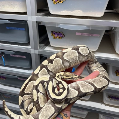 Enchi Yellow Belly Desert Ghost Het Hypo Ball Python - female for sale from Radiate royals