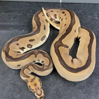 Orange Dream Leopard Clown 50% Het Pied Ball Python - female for sale from Radiate royals
