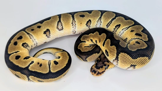 Blade Clown Het Sunset Ball Python by Silver Scale Exotics