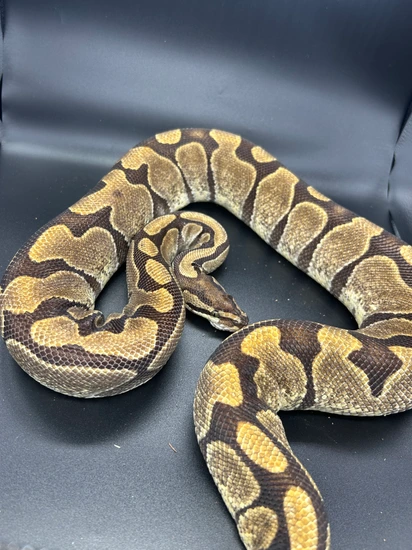Proven Enchi Ball Python by C&C Exotic Reptiles